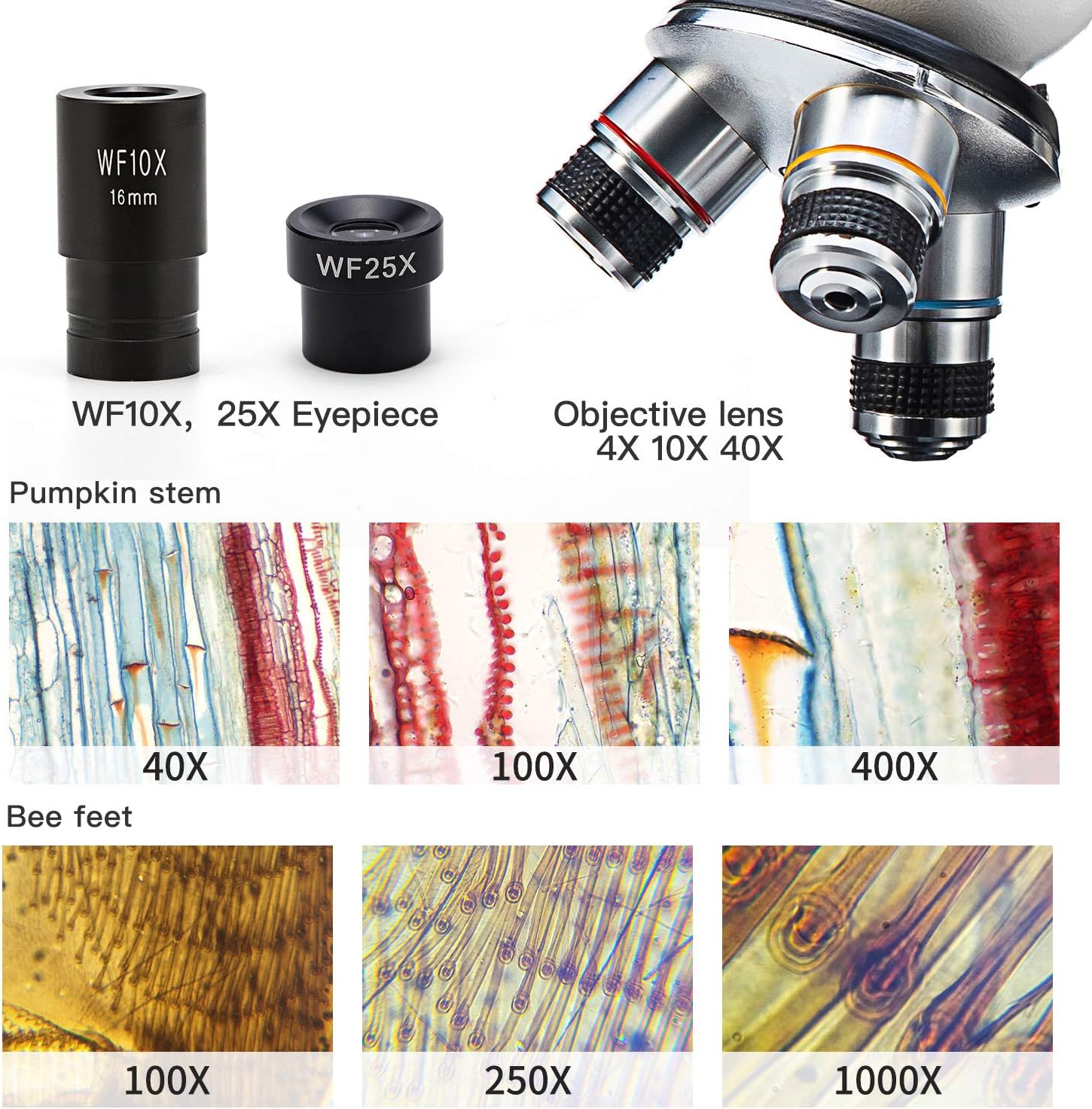 SWIFT Microscope SW150,Compound Student Microscope,40X-1000X,Monocular Head,Coarse & Fine Focusing,Dual Illumination