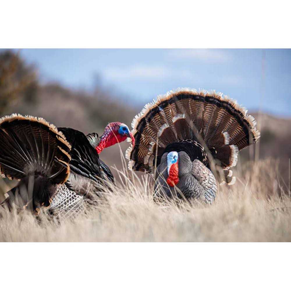 Higdon Outdoors Apex Strutter Hard Body Turkey Decoy - Sports Supplies Online Store