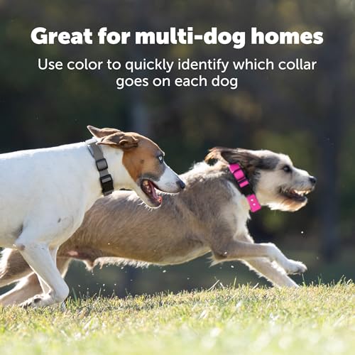 PetSafe Guardian GPS Dog Fence – No Subscription – Create Your Own Wireless Fence for Dogs – for Yards 3/4 Acres or Larger – World's Safest GPS Dog