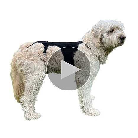 Labra Dog Canine K9 Back Brace IVDD Spine Pain &amp; Spinal Injury - Pet Supplies online store