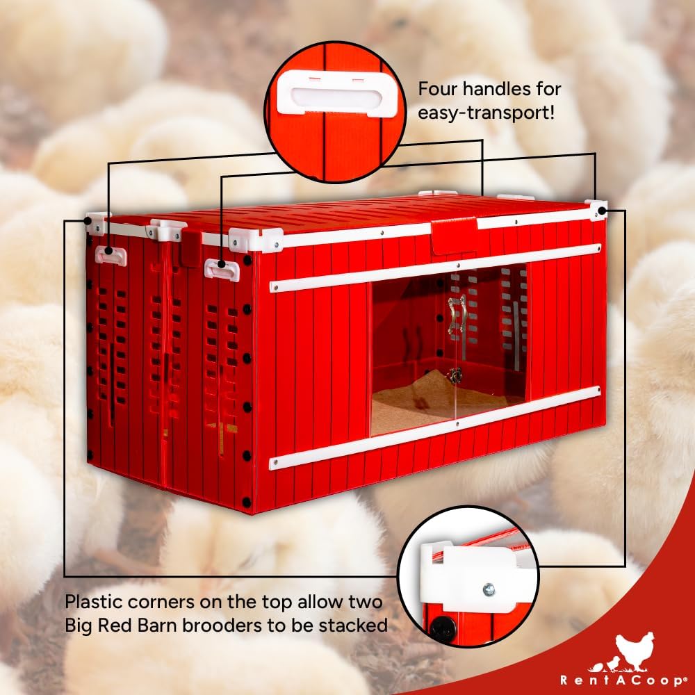 RentACoop Big Red Barn Chick Brooder Set with Chick Heating Plate with Anti-Roost Cone, Two 2.5 Pound Chick Feeders, Two 64 Ounce Chick Drinkers