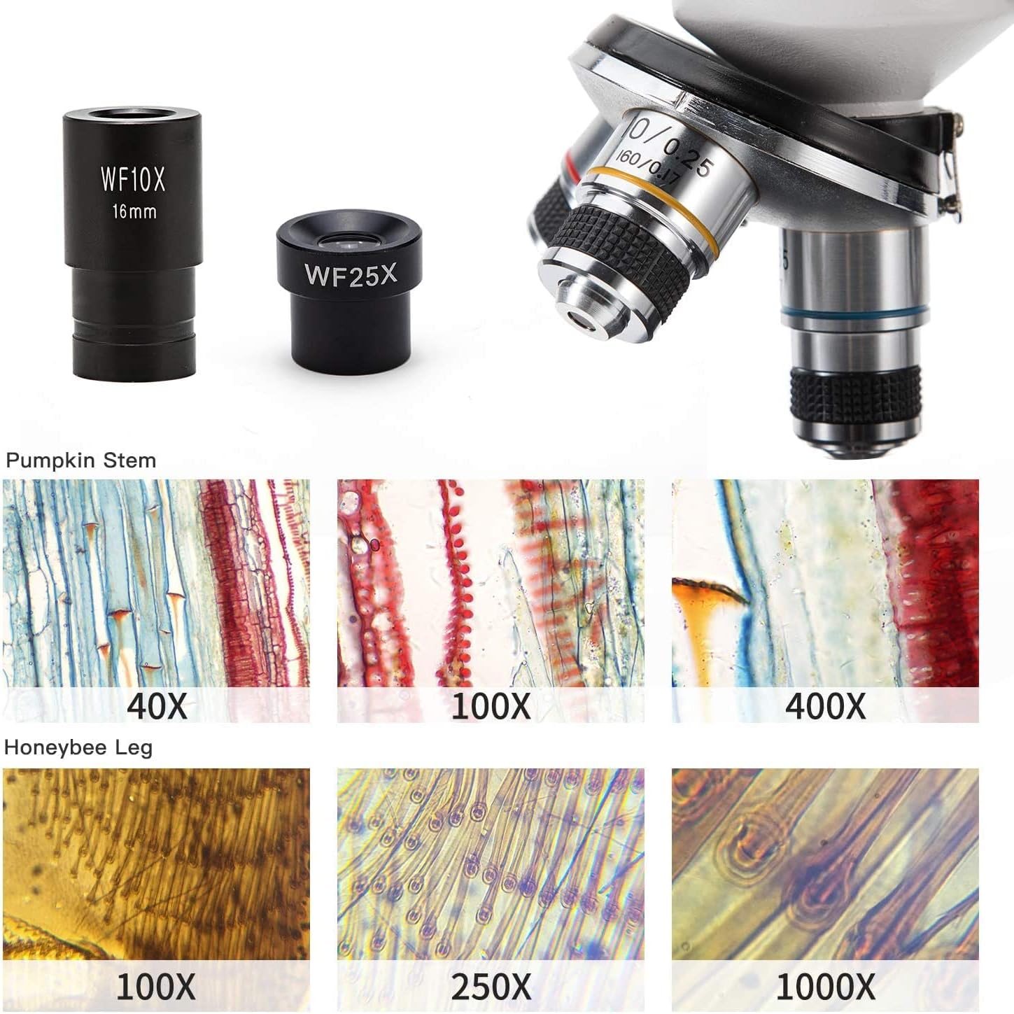 SWIFT Microscope SW150,Compound Student Microscope,40X-1000X,Monocular Head,Coarse & Fine Focusing,Dual Illumination