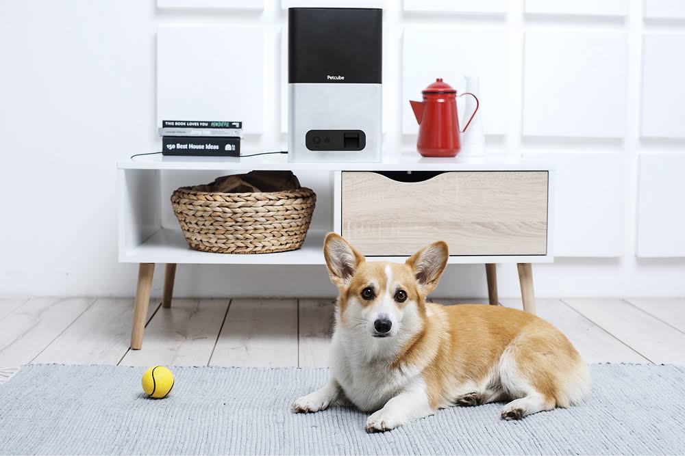 Petcube Bites Network Camera - 1080p - Day/Night