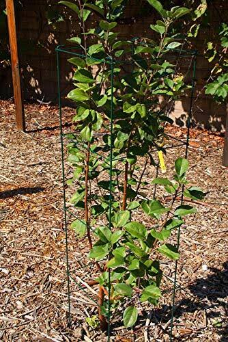 MTB Green Square Folding Tomato Cage Plant Support Tower 12 inch by 46 inch, Pack of 5 Sets