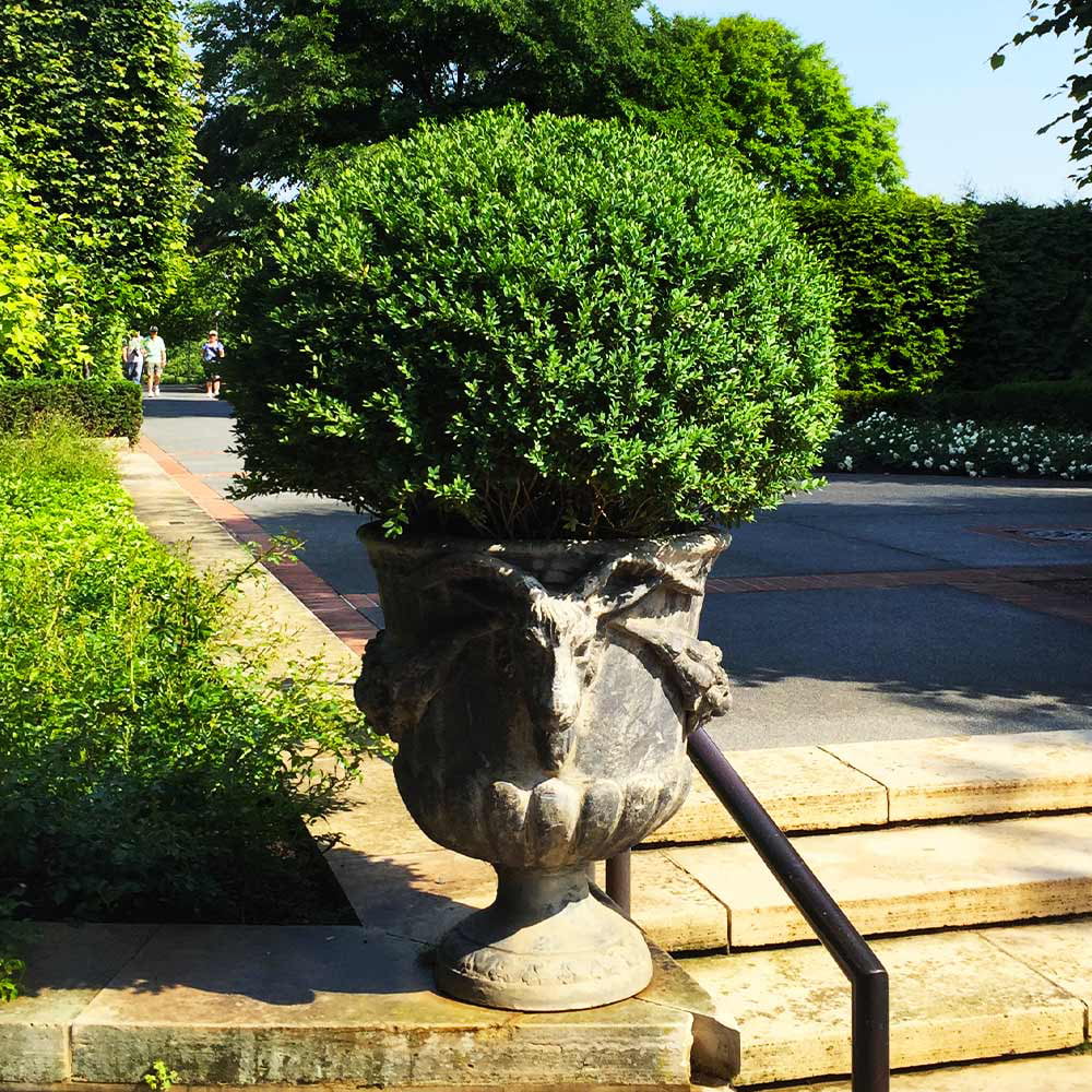 Green Velvet Boxwood Shrub - Curated Treasures Market