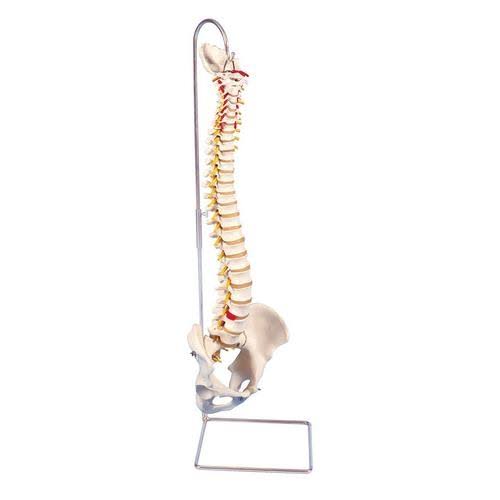 3B Scientific A59/1 Highly Flexible Spine Model