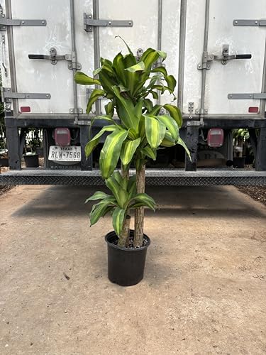 Simply Trees Dracaena Mass Cane 'Corn Plant' - Air Purifying, Low Light Indoor Houseplant - Great for Living Room Decor, Office Decor