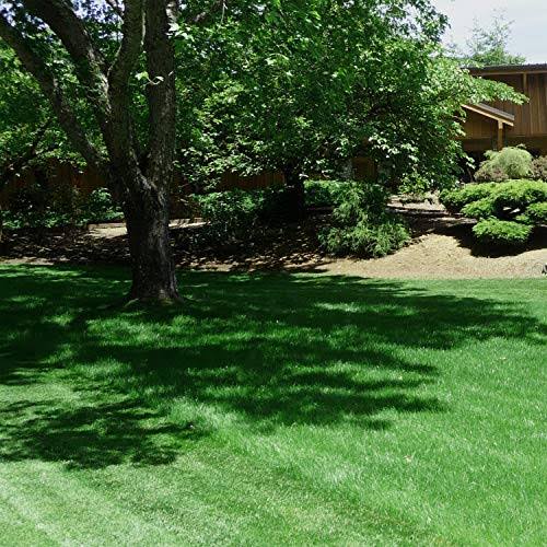 Outsidepride Legacy Fine Fescue Grass Seed - 10 lbs