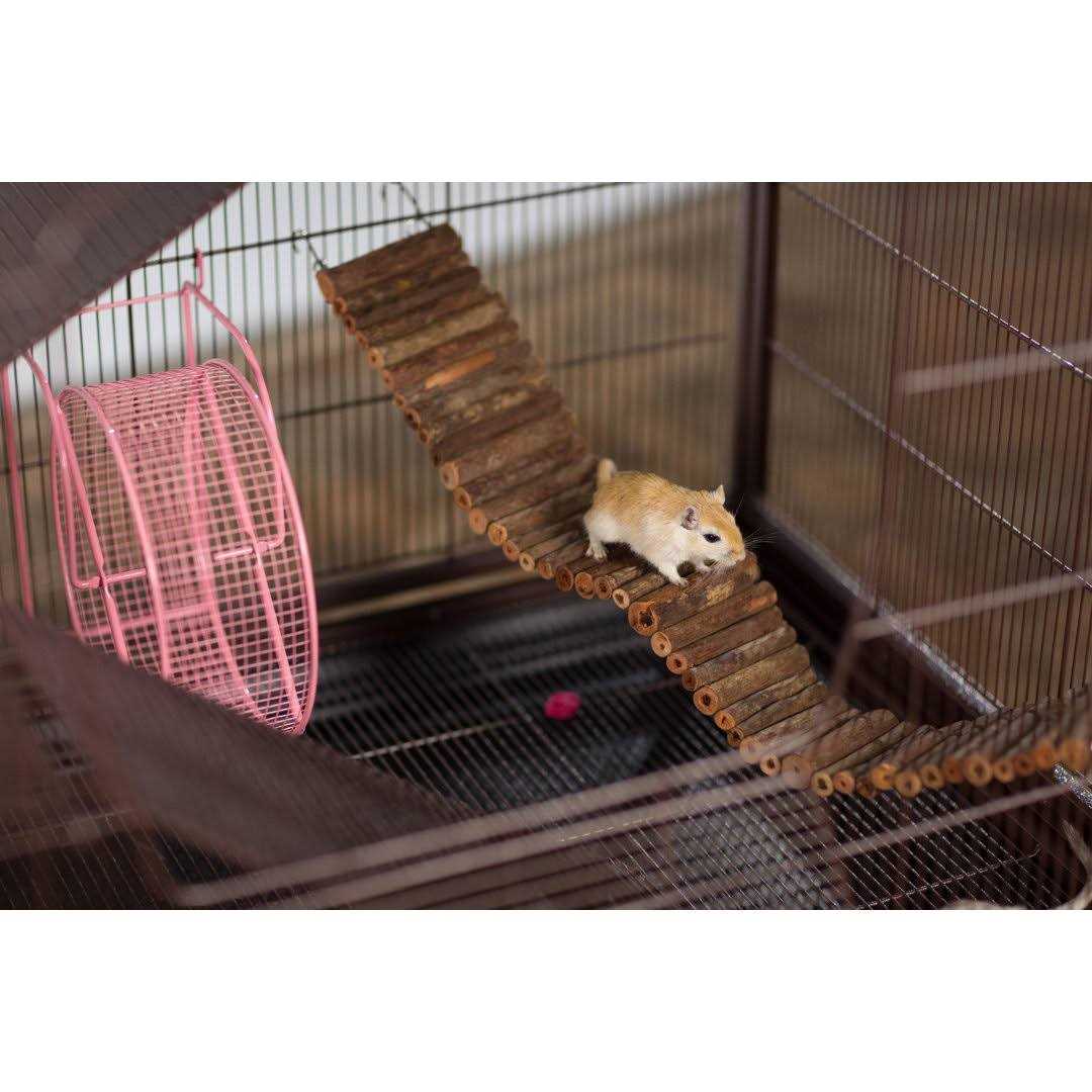 Prevue Rat &amp; Chinchilla Cage - Pet Supplies online store