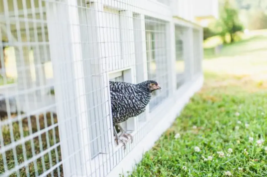 White big fairytale town chicken coop