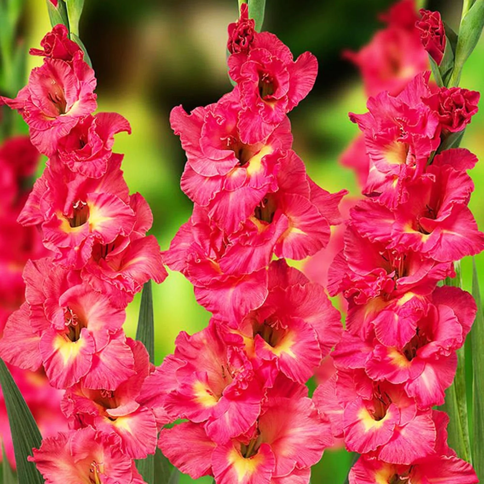 Gladiolus Bulbs, Cold And Drought Tolerant, Gladiolus Flower Bulbs,Easy To Care For, Gardening Enthusiasts, Gladiolus, Gladiolus Plant