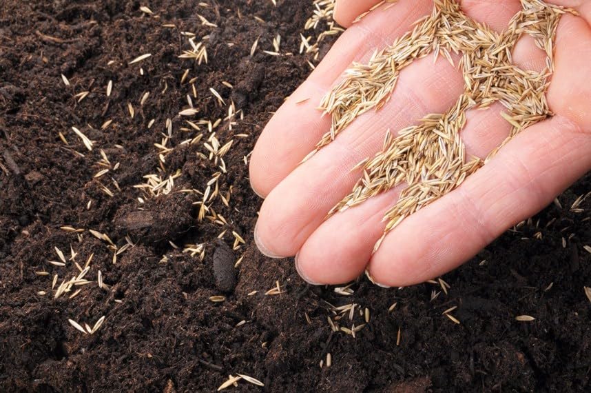 Lesco Tall Fescue Select Blend Grass Seed - 50lbs. Blue Tag Certified - Weed Free