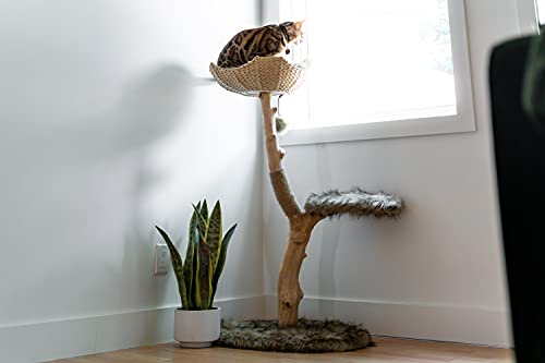 Wooden Cat Climbing Tree Tower, Modern Single Branch Cat Condo, Wood, Cat Lover Furniture Gift by MAU LIFESTYLE (Alpine White)