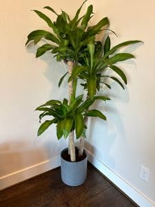 Simply Trees Dracaena Mass Cane 'Corn Plant' - Air Purifying, Low Light Indoor Houseplant - Great for Living Room Decor, Office Decor