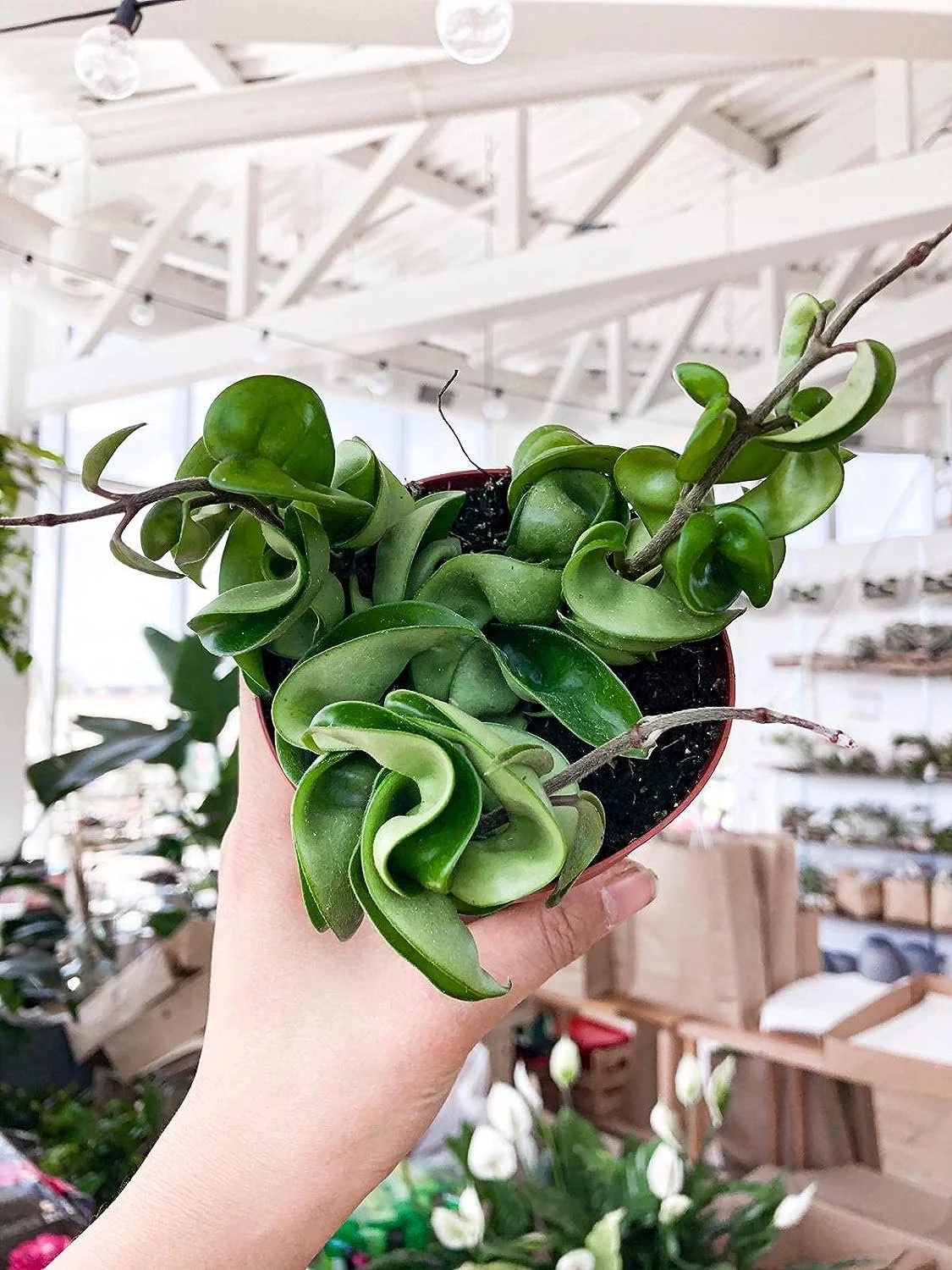 Hoya Hindu Rope Plant - Live Plant in a 2 Inch Pot - Hoya Carnosa 'Compacta - Indoor Houseplants Straight from The Nursery - Curated Treasures Market