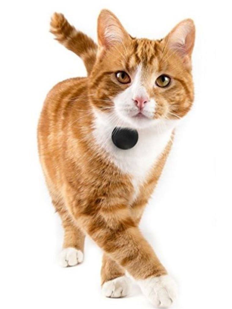 TabCat Tracking Collar and Cat Locator