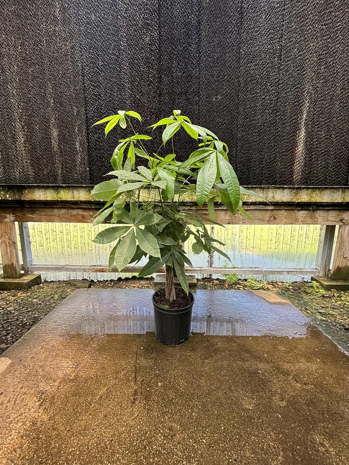 Money Tree (3-4 Feet), Indoor House Plant for Prosperity and Air Purification, Low Light Plant, Easy to Maintain, Great for Living Room Decor
