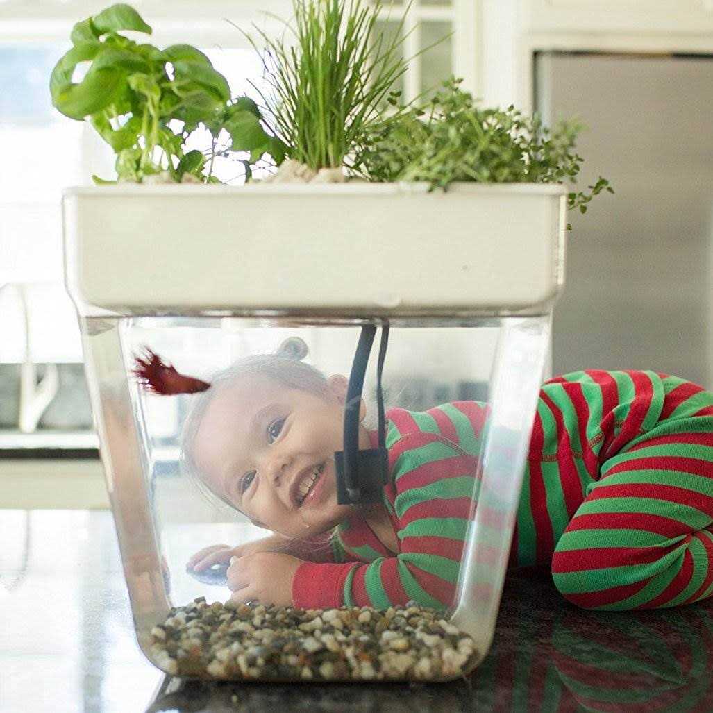 Back to the Roots Water Garden - Pet Supplies online store