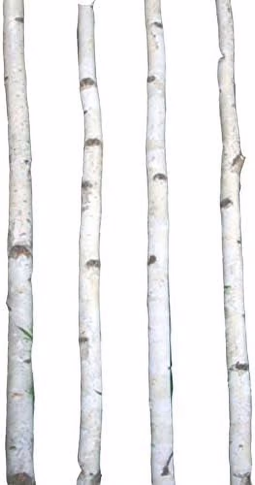 Four Thin White Birch Poles 8 ft$$Home Decor, Kitchen, &amp; Other