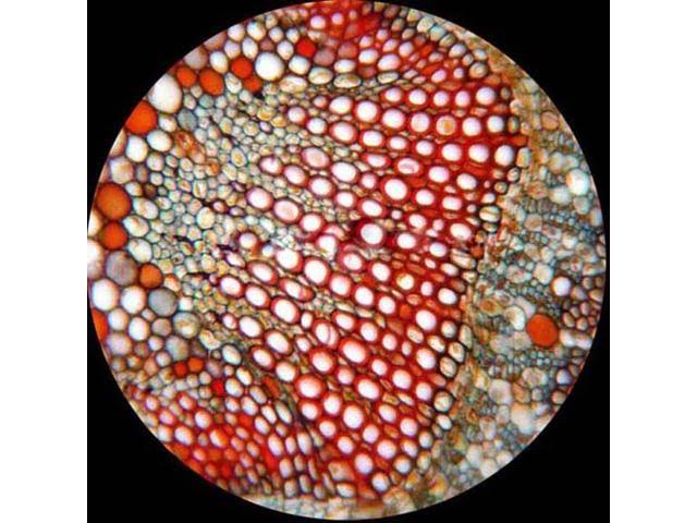 Amscope Binocular Biological Compound Microscope 40X-2000X