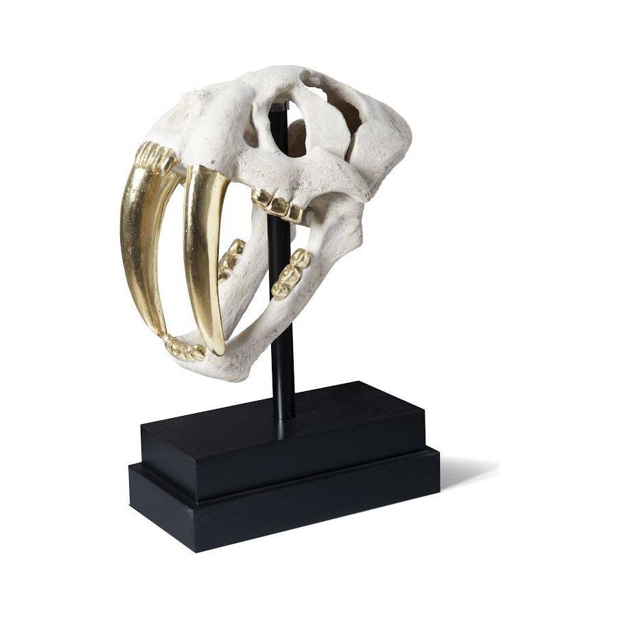 Phillips Collection Saber Tooth Tiger Skull, Roman Stone