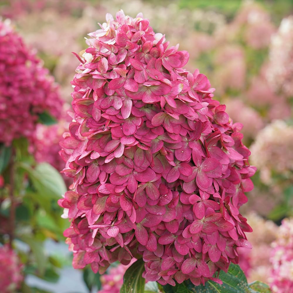 Blooming & Beautiful - Limelight Prime Panicle Hydrangea - 3 Gal - Proven Winners - Green White Cone-Shaped Blooms - Zones 3-8