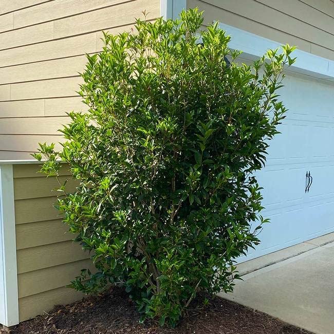 Fragrant Tea Olive Shrub | 2 Extra Large 3 Gallon Plants | Osmanthus Fragrans Blooming Specimen