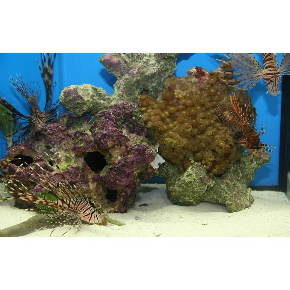 Nature's Ocean Natural Aquarium Base Rock - Pet Supplies online store