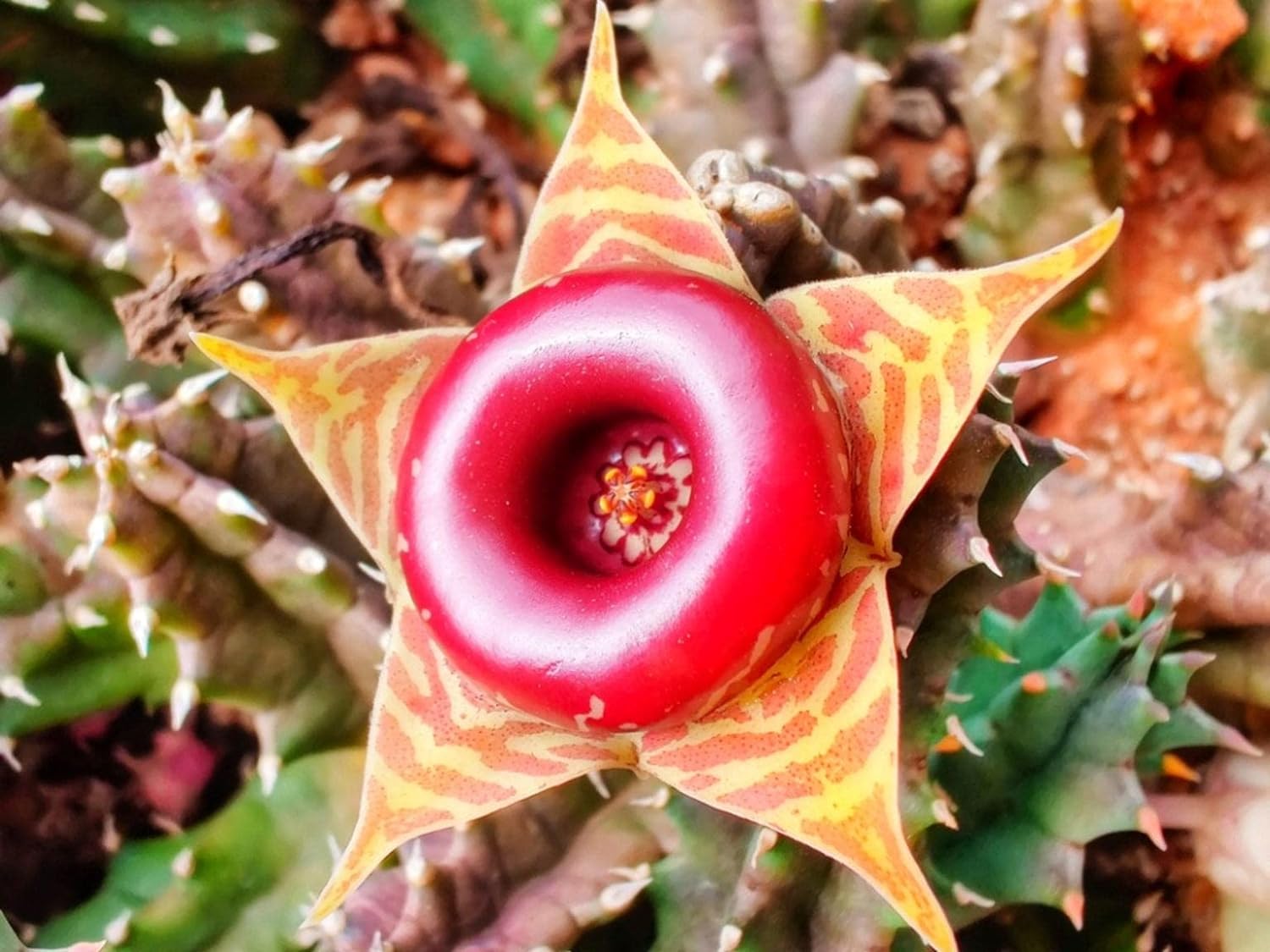Lifesaver Cactus - Live Plant in a 4 Inch Pot - Huernia Zebrina - Extremely Rare Cactus Succulent from Florida