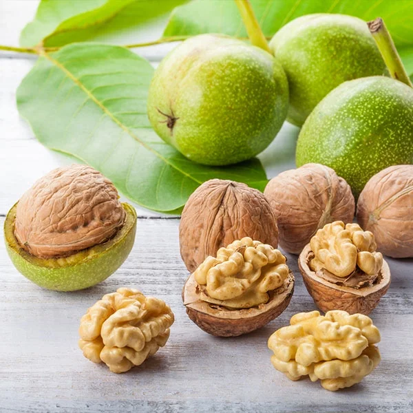 Brighter Blooms - Chandler Walnut Tree, 5-6 ft. - No Shipping To AZ,CA,OR,TX - Curated Treasures Market