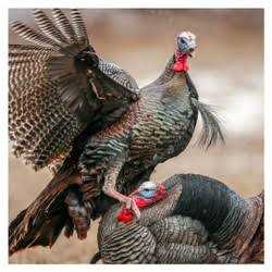 Dave Smith Decoys Strutter Turkey Decoy - Sports Supplies Online Store