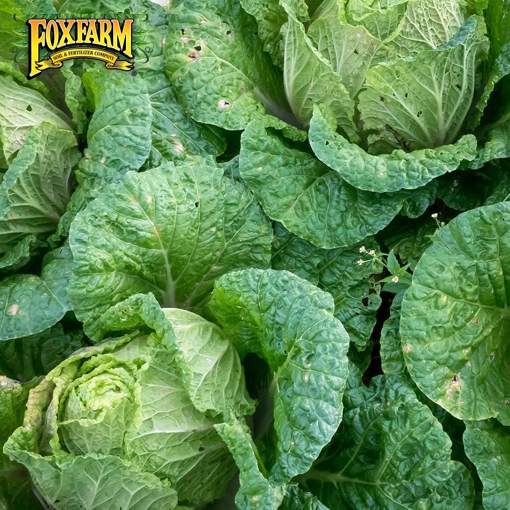 Fox Farm Ocean Forest Potting Soil Organic Plant Fertilizer for Garden Plants Indoor and Outdoor - Plant Soil - 38.5 Quart (1.5 cu ft).