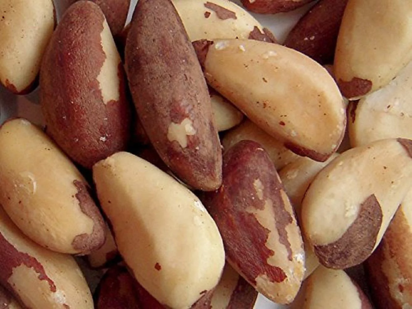 Dry Roasted Brazil Nuts Salted (25 Lbs.) | Farm Fresh Nuts Brand