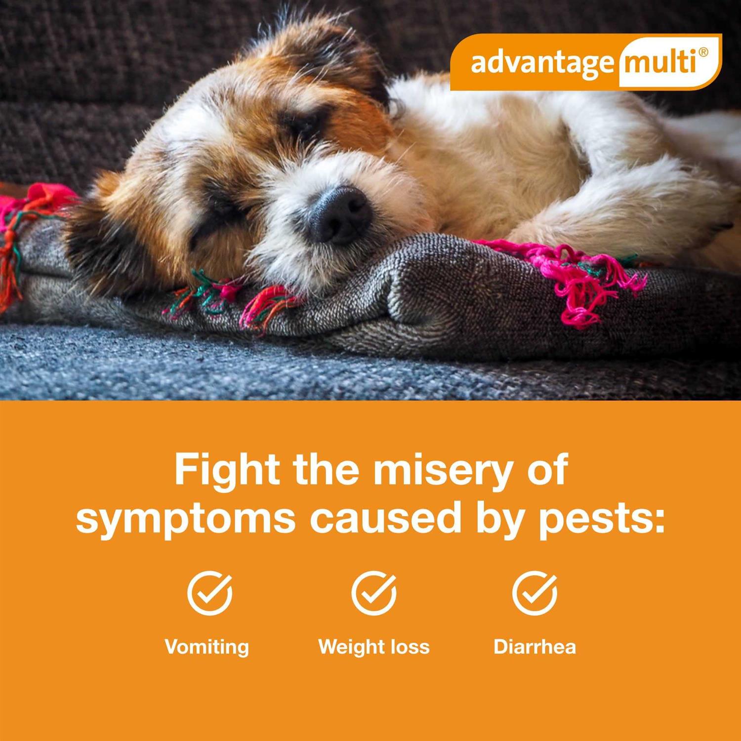 Advantage Multi for Dogs - Pet Supplies online store