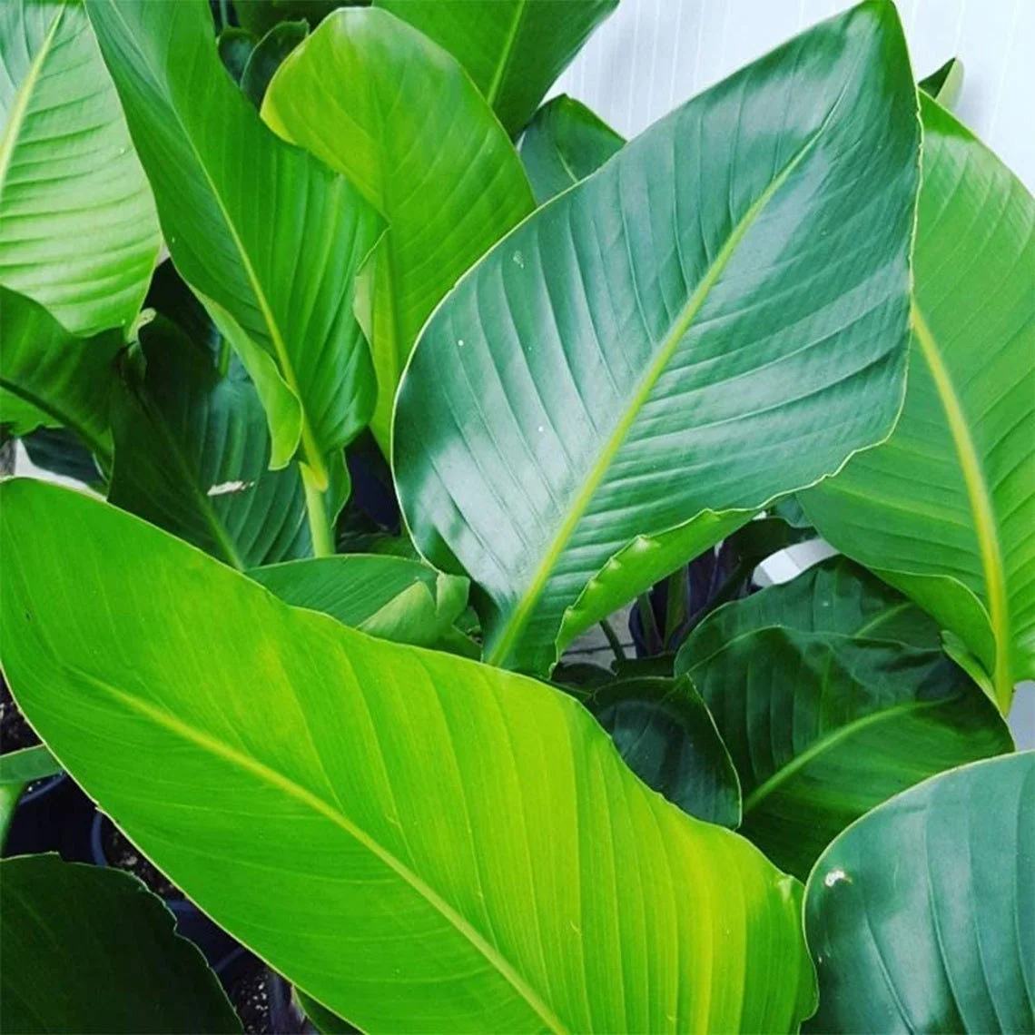 American Plant Exchange White Bird of Paradise, Large Live Tropical Plant for Indoors, 10-Inch Pot