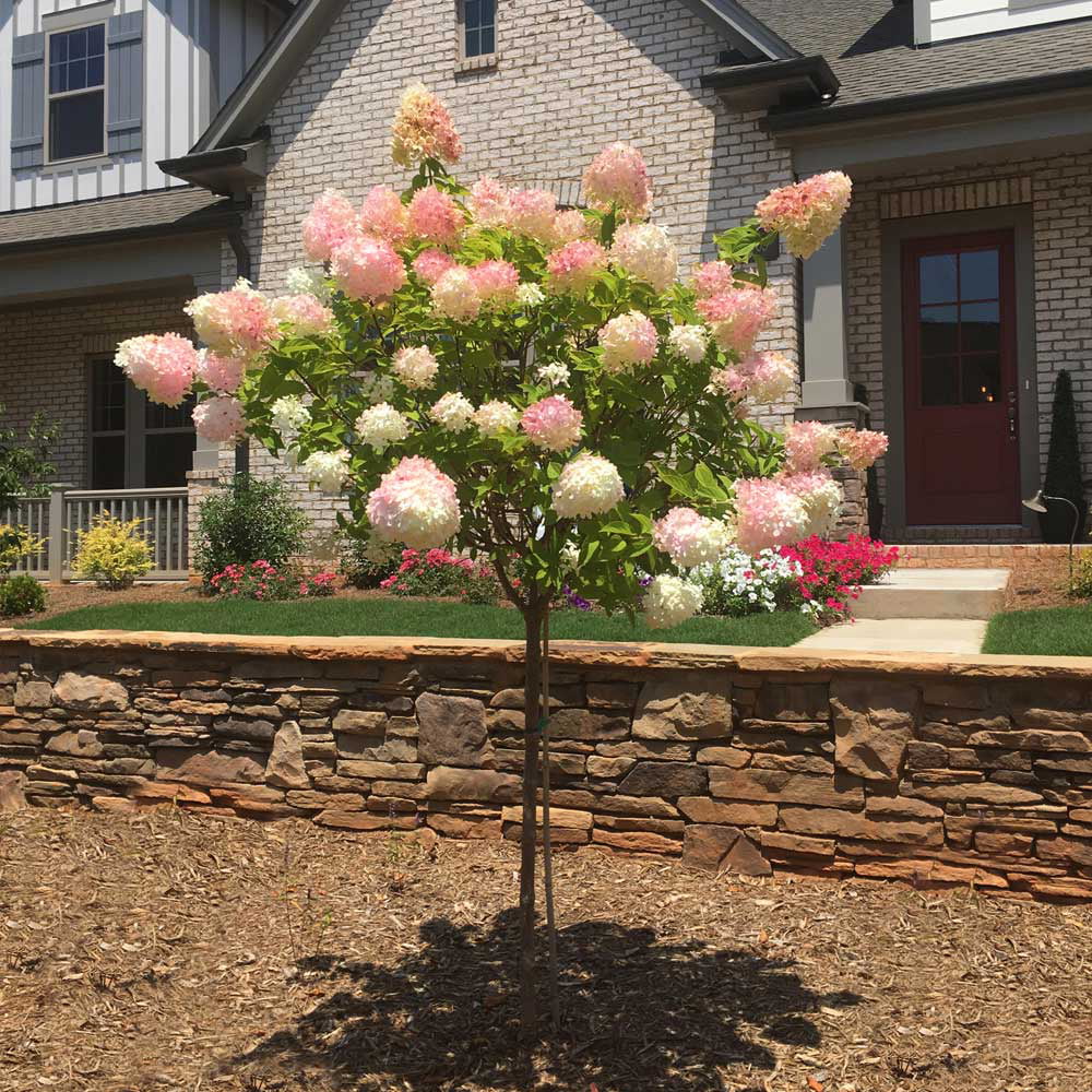 Vanilla Strawberry Hydrangea Tree - Radiant Selections