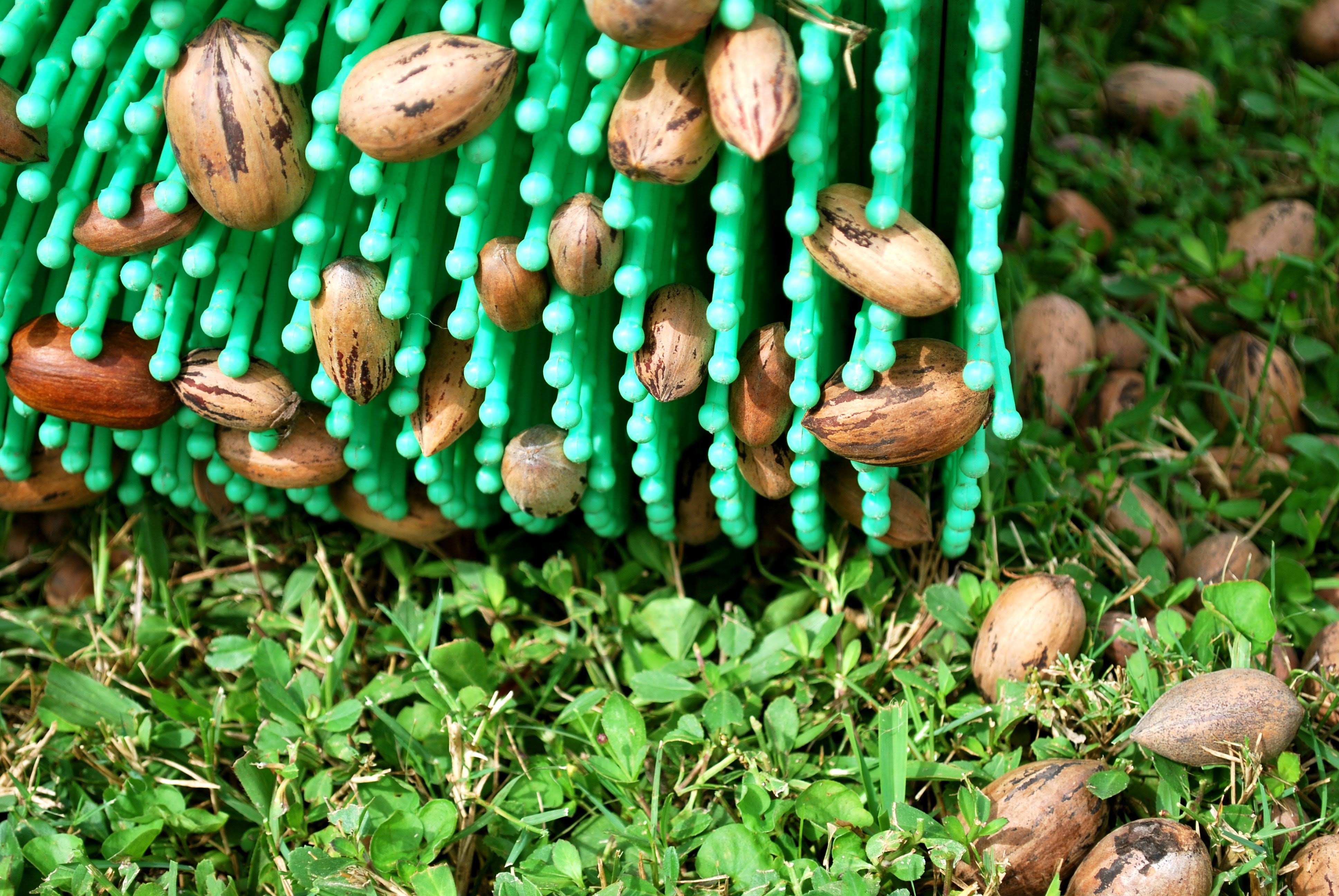 Bag-A-Nut Pecan Picker Upper - 18x22 Push Harvester