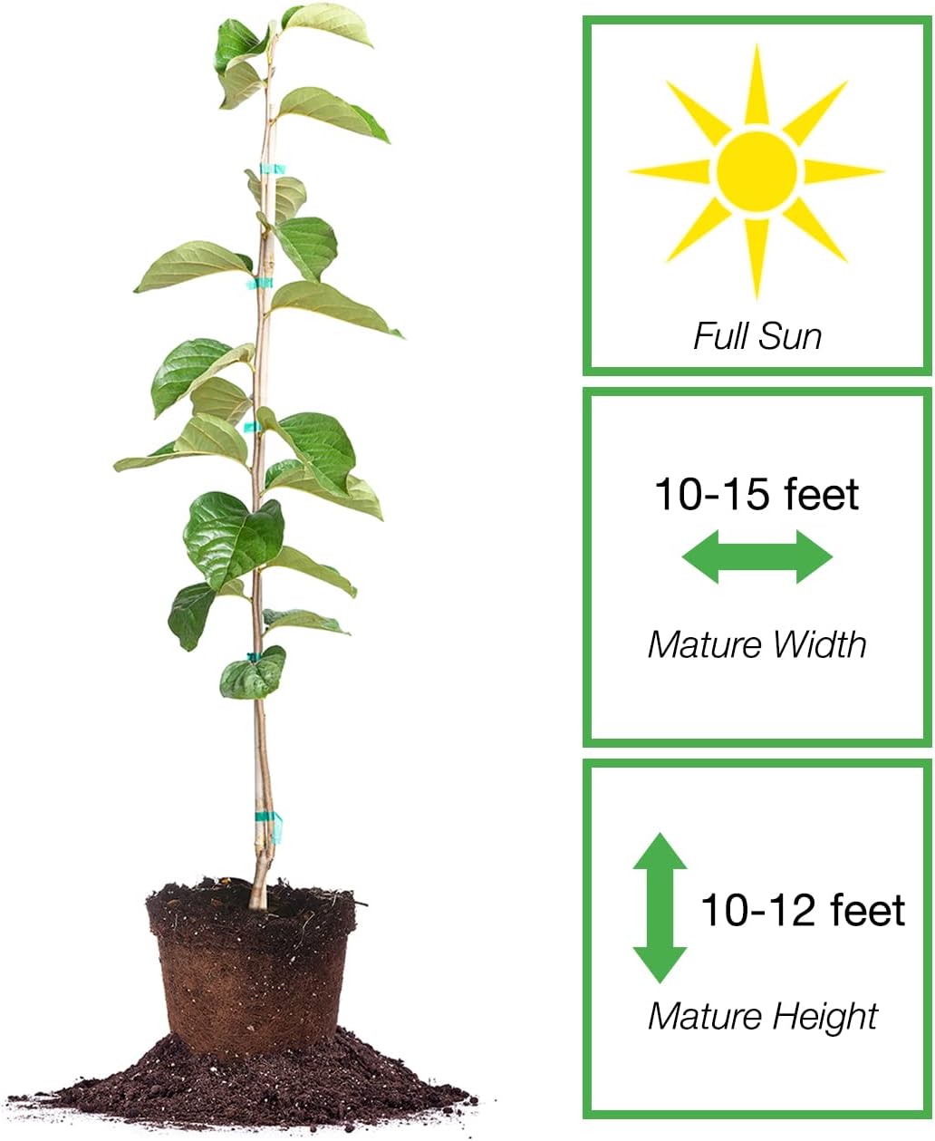 PERFECT PLANTS Hana Fuyu Persimmon Tree 4-5 Feet | Diospyros kaki Live Fruit Trees for Outdoor Planting | Sweet Orange Fruits for Fresh Eating |