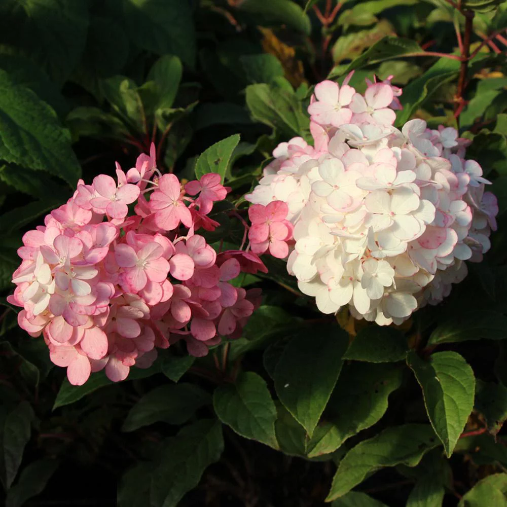 Vanilla Strawberry Hydrangea Tree - Radiant Selections