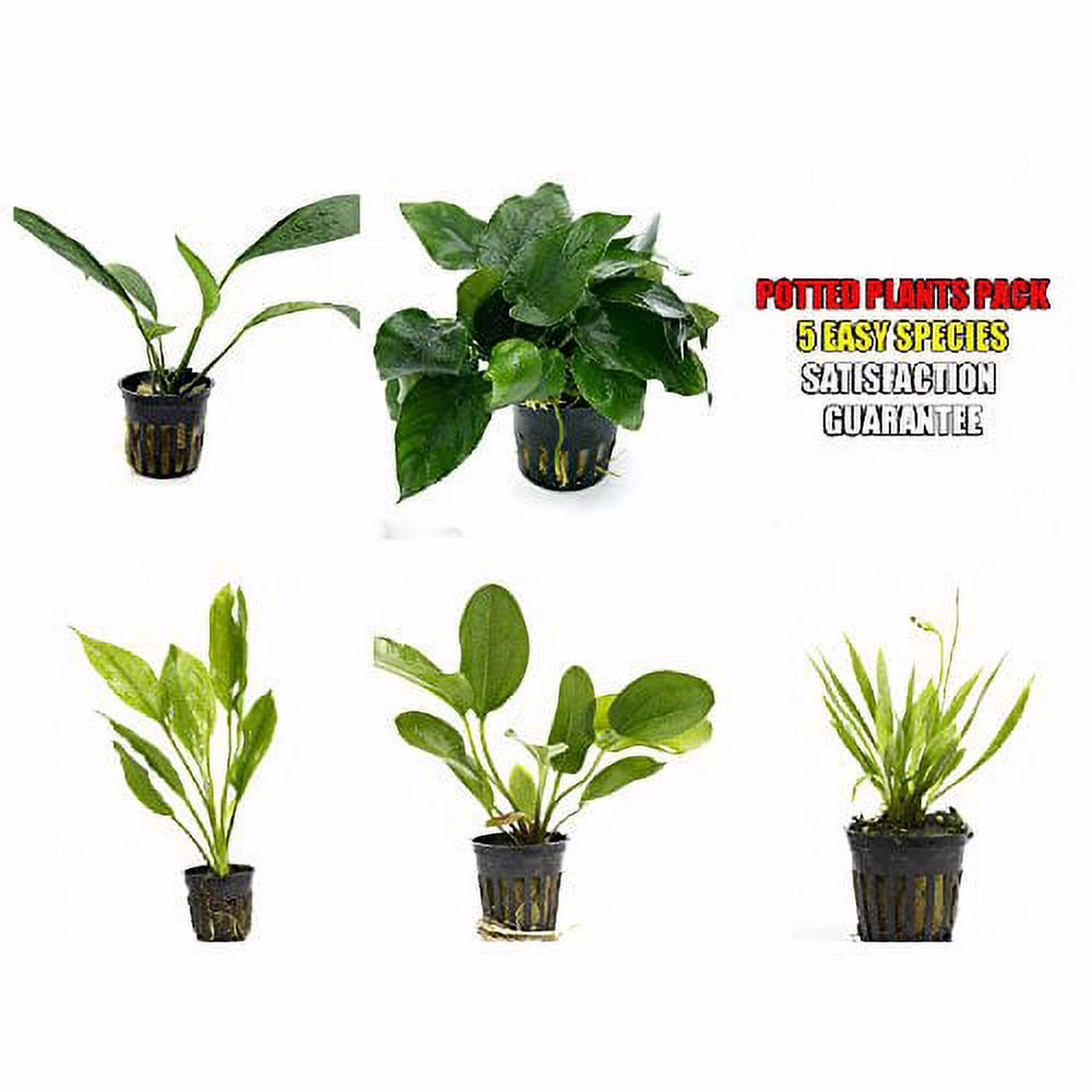 5 Potted Live Aquarium Plants Bundle - Anubias, Amazon Sword, Kleiner Bar, Narrow Leaf