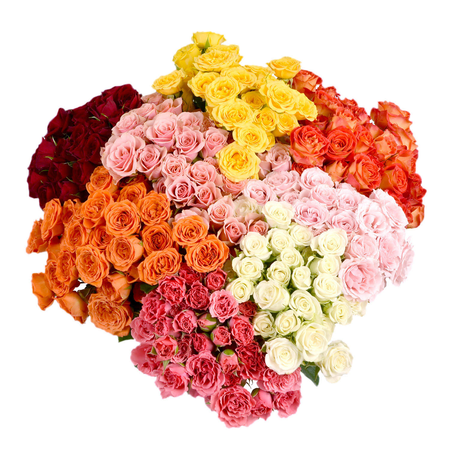 Spray Roses (80 Stems)