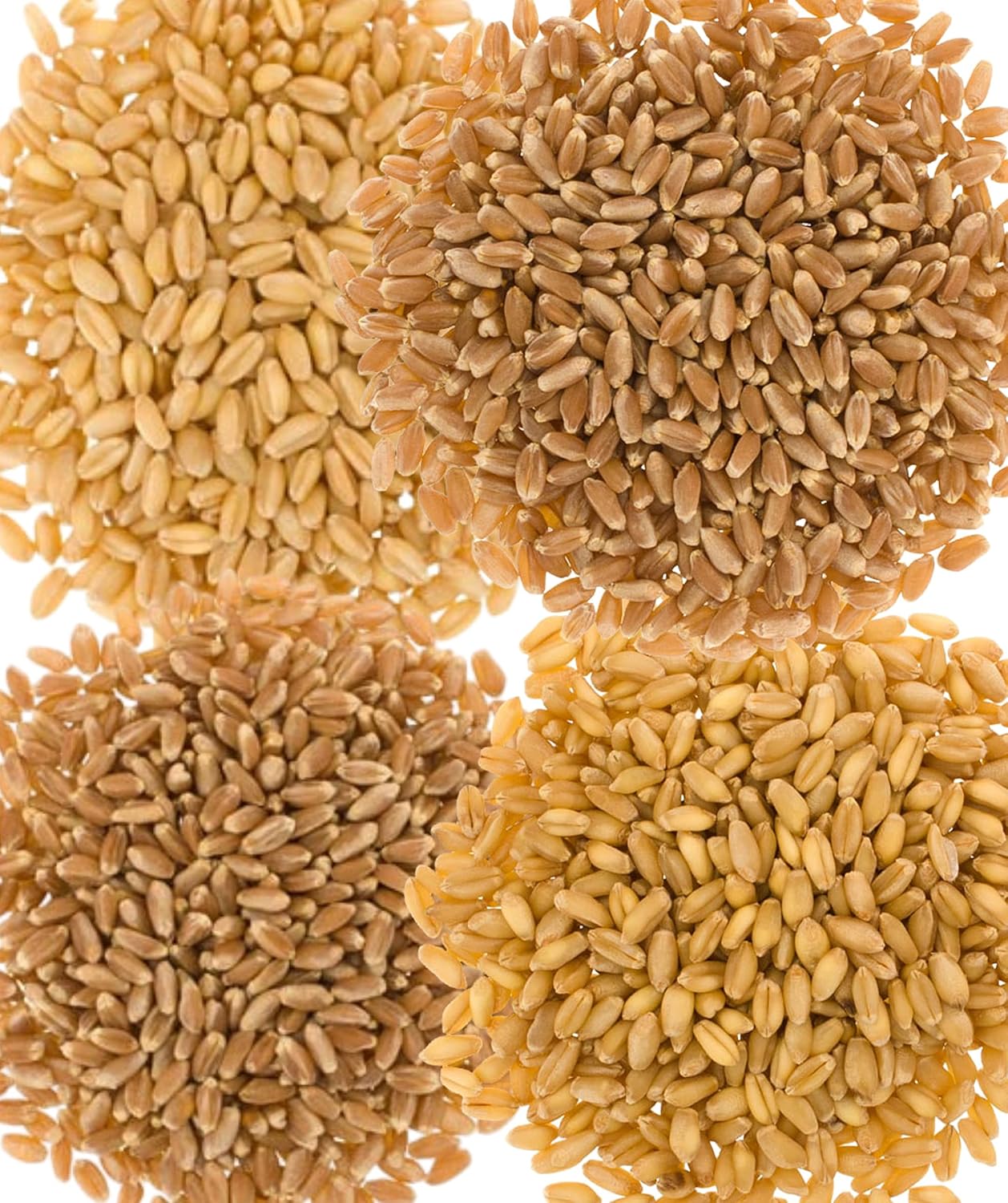 Emergency Wheat Berry Bucket Supply | 100 LBS | Hard White, Soft White, Hard Red Winter, Hard Red Spring Wheat Berries [25 lbs each]