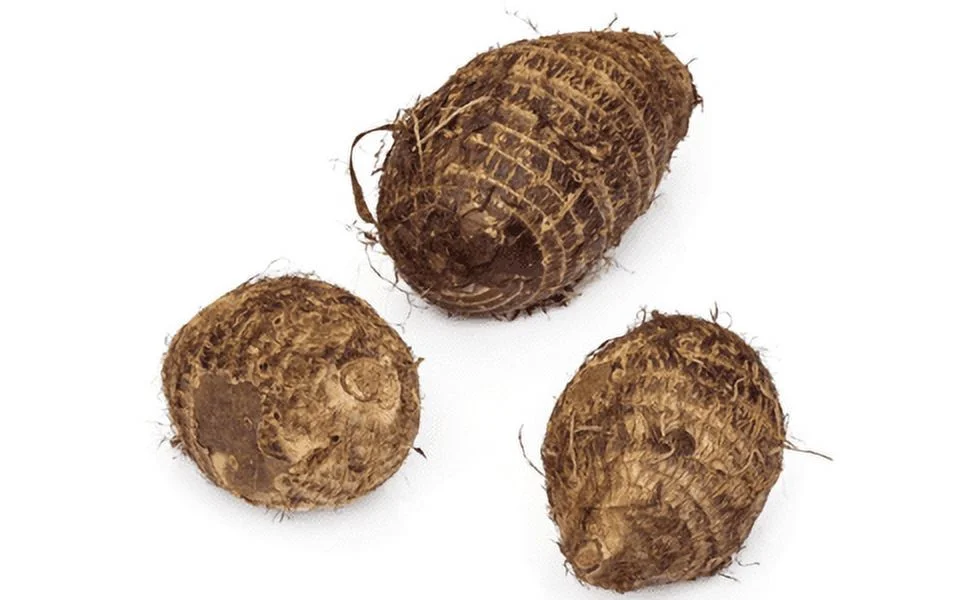 Elephant Ears Bulbs Elephant Ear Plant Live Elephant Ears Bulbs For Planting Alocasia Bulbs For Sale Courtyard Decoration - Curated Treasures Market