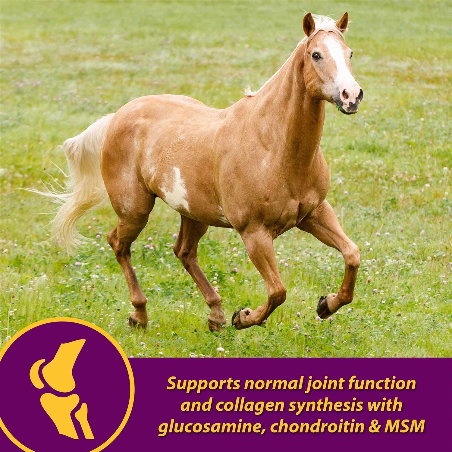 Horse Health Joint Combo Hoof &amp; Coat - Sports Supplies Online Store
