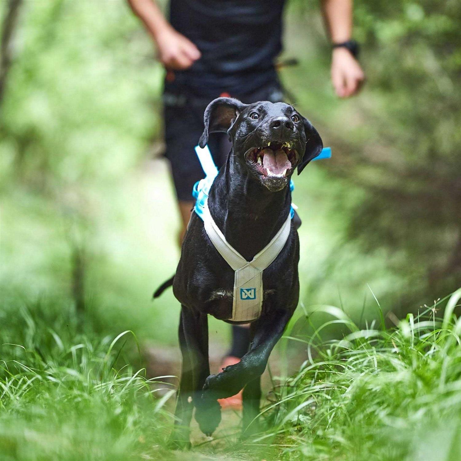 Non-Stop Dogwear Freemotion Harness 5.0 - Pet Supplies online store