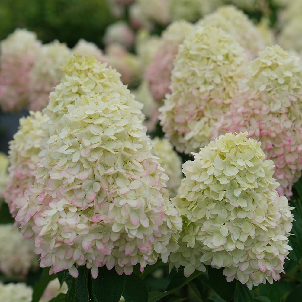 Blooming & Beautiful - Limelight Prime Panicle Hydrangea - 3 Gal - Proven Winners - Green White Cone-Shaped Blooms - Zones 3-8