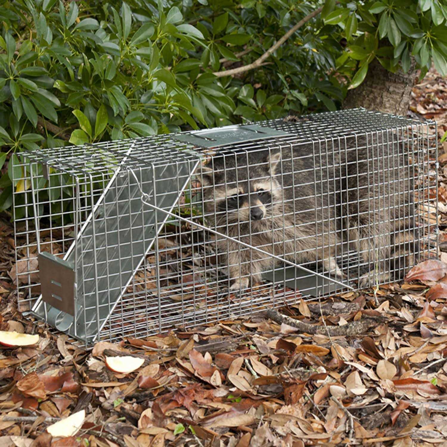 Havahart Large 1-Door Animal Trap - Sports Supplies Online Store