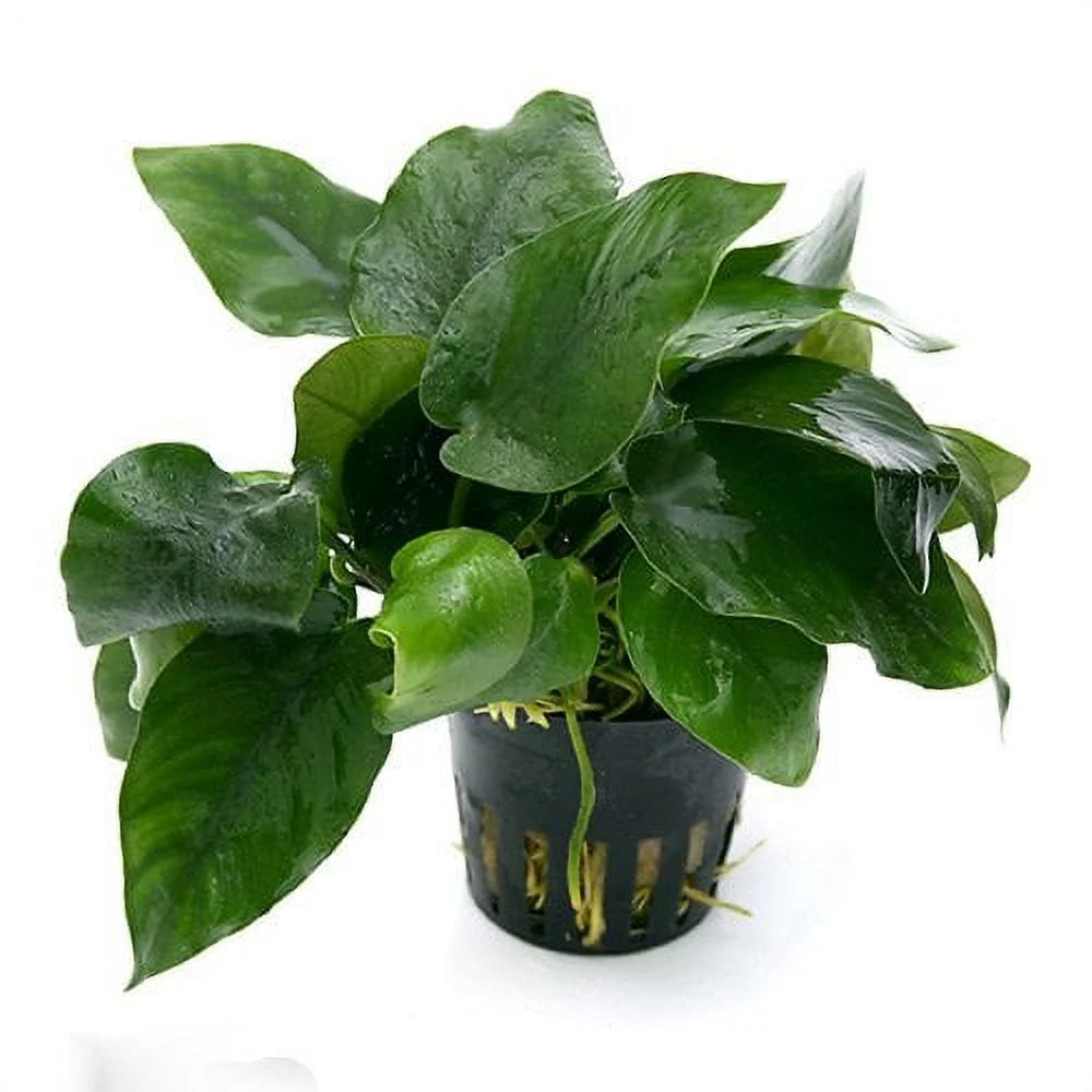5 Potted Live Aquarium Plants Bundle - Anubias, Amazon Sword, Kleiner Bar, Narrow Leaf