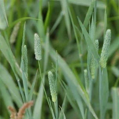 Timothy Pasture Grass Seed - 50 lbs.