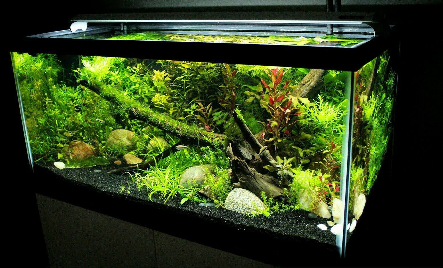 Finnex Planted 24/7 SE 24x22 Automated LED Aquarium Light CRV-24 24.5w